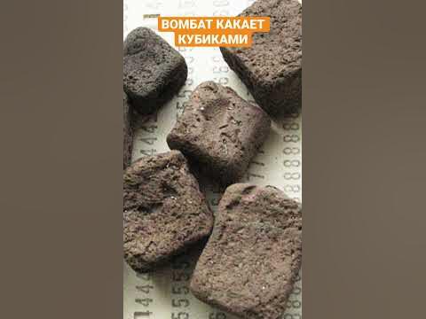 Вомбат какает кубиками 😳🙂 - YouTube