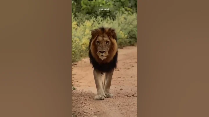 Sigma rule 😎🔥~ Attitude status 😈 | WhatsApp status | Attitude quotes #shorts #quotes #attitude