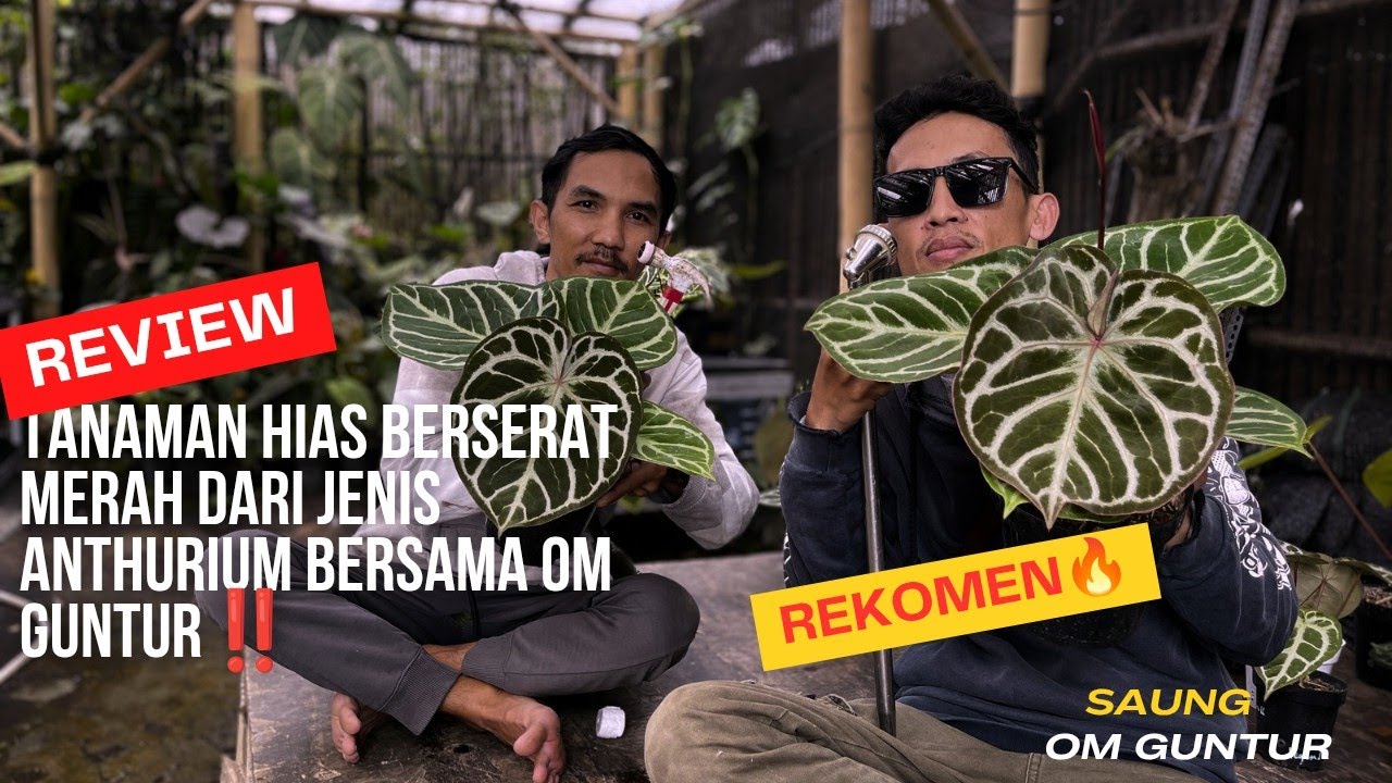 Banyak Anthurium Berserat Merah Dan Berkarakter Di Tempat Om Guntur Yang Super Ajib 🔥