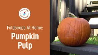 Foldscope at Home: Pumpkin Pulp