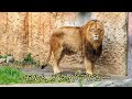 モルト、プライドデビュー　Malt joins Pride　〜 Lion (ライオン)〜　～ 多摩動物公園 ～