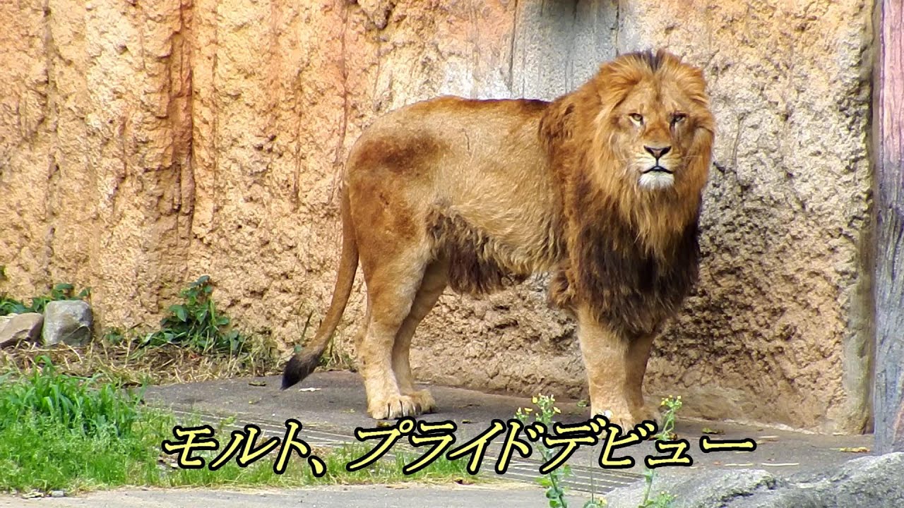 モルト プライドデビュー Malt Joins Pride Lion ライオン 多摩動物公園 Youtube