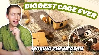 MOVING MY GUINEA PIG HERD INTO THEIR NEW CAGE 🐽 | MASSIVE GUINEA PIG CAGE BUILD