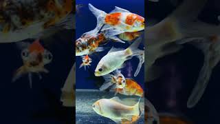 No thoughts, just beautiful fishes swimming 🧜♀️🌾 #shortsfeed #aesthetic #calming