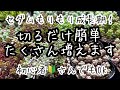 【多肉植物】セダムがモリモリ成長期！！カットするだけで簡単増やせます♪初心者さんも増やせるチャンス