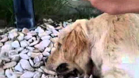 Cosa succede se cane mangia sassi?