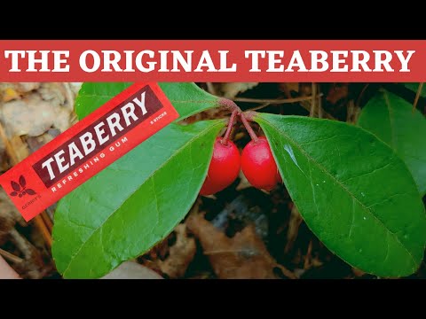 Video: ¿De qué sabor es el chicle de teaberry?