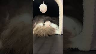 Relax and watch 1 week old Ragdoll kittens on hidden camera