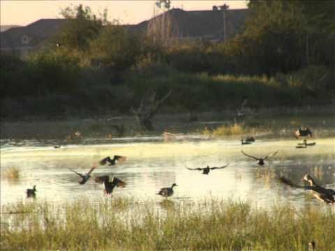 Indigo Bunting_0001.wmv