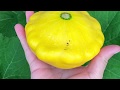 Pattypan Squash Harvest and Hand Pollination