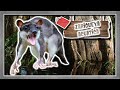 uno de los marsupiales acuático: tlacuache acuático  - documental de animales salvajes