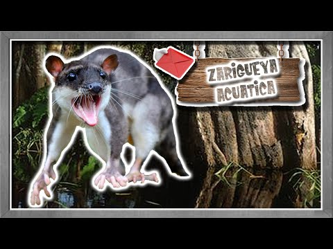 The aquatic marsupial: water opossum| Rare animals and where to find them|