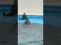 ラビーちゃんと匠トレーナーさんの水鉄砲から、水掛合、#shorts
