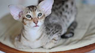 Oriental kitten Jubatus Coconut Kiss by CatteryJubatus 2,454 views 7 years ago 1 minute, 51 seconds