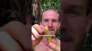 Los plátanos REALES 🍌 #datoscuriosos (📹 via: @fitshortie x ig)