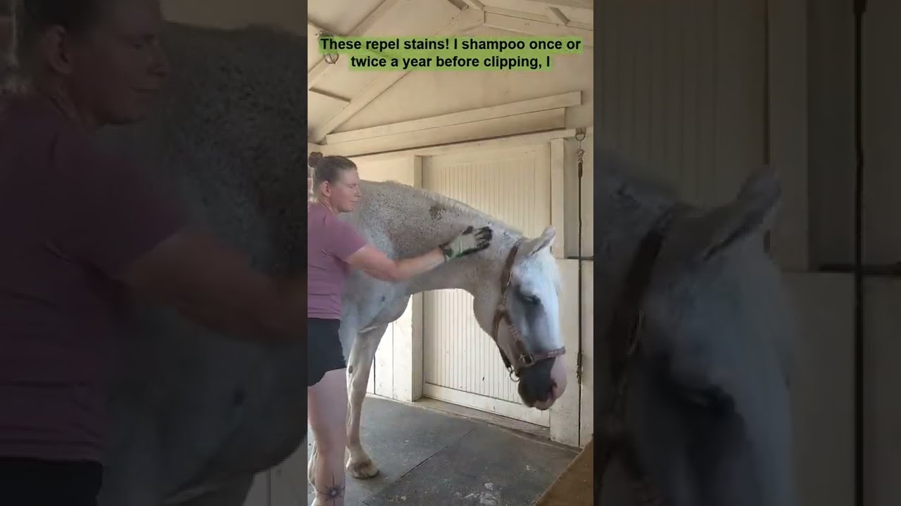 How I keep my gray horse clean all year long. YouTube