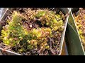 My Cape Sundews and Venus Flytrap after the Winter
