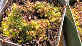 My Cape Sundews and Venus Flytrap after the Winter