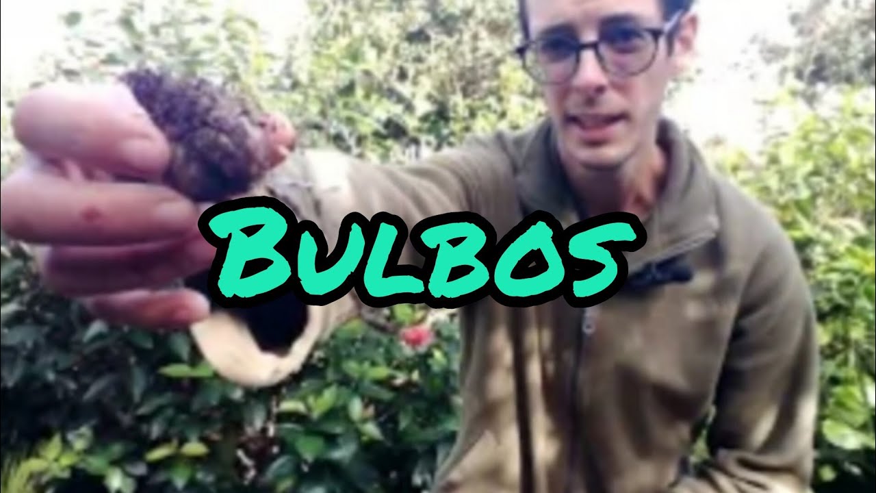 Plantación bulbos de primavera.