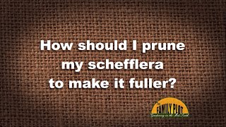 Q&A – How Should I prune my schefflera to make it fuller?