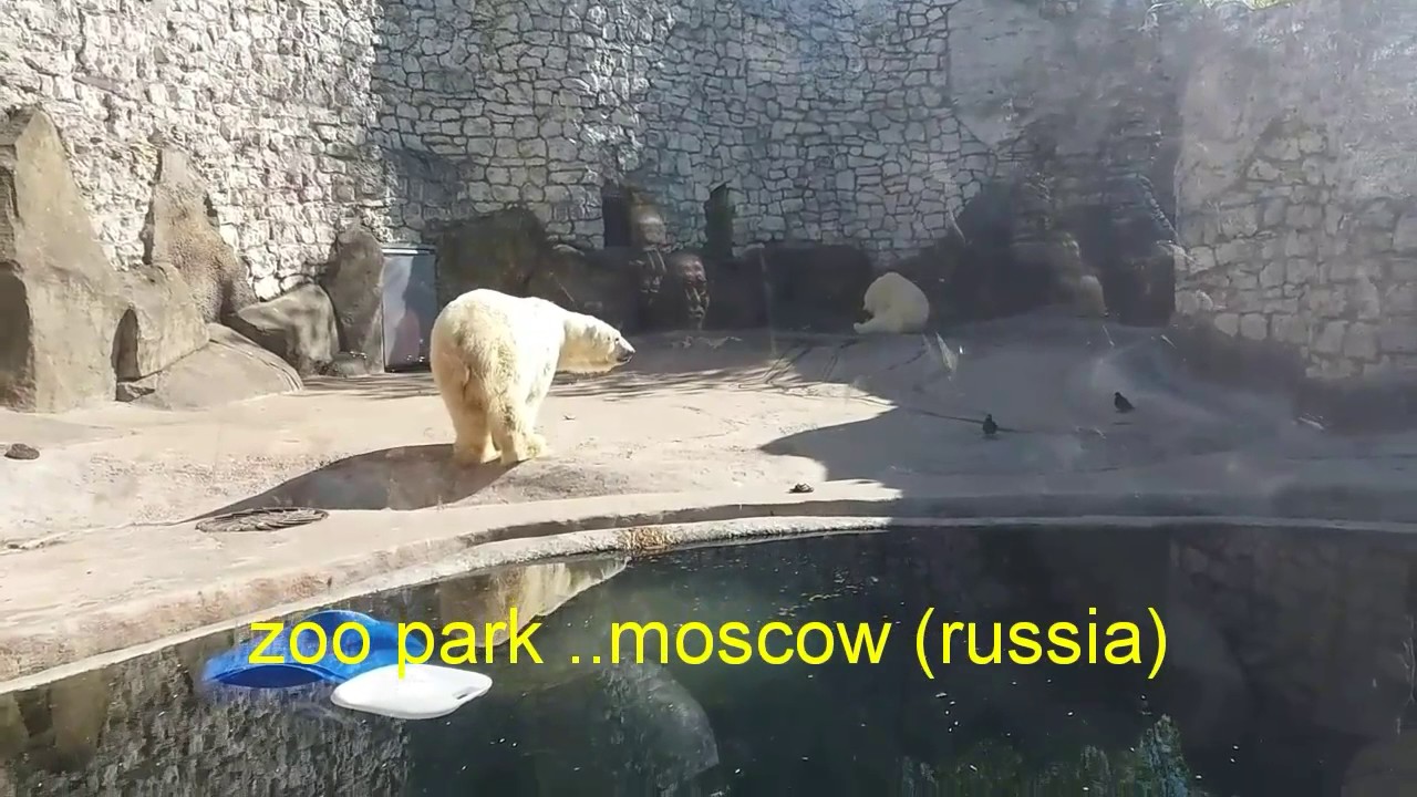 Visit to zoo park in moscow | English & U