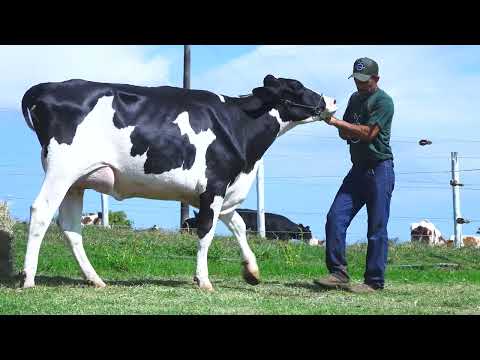LOTE 39 DELETOPI DENGOSA 494 CRUSHABULL