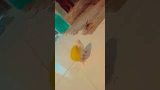 tolu aur molu 🐤🐥