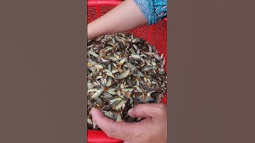 Cá heo- đặc sản mùa nước nổi