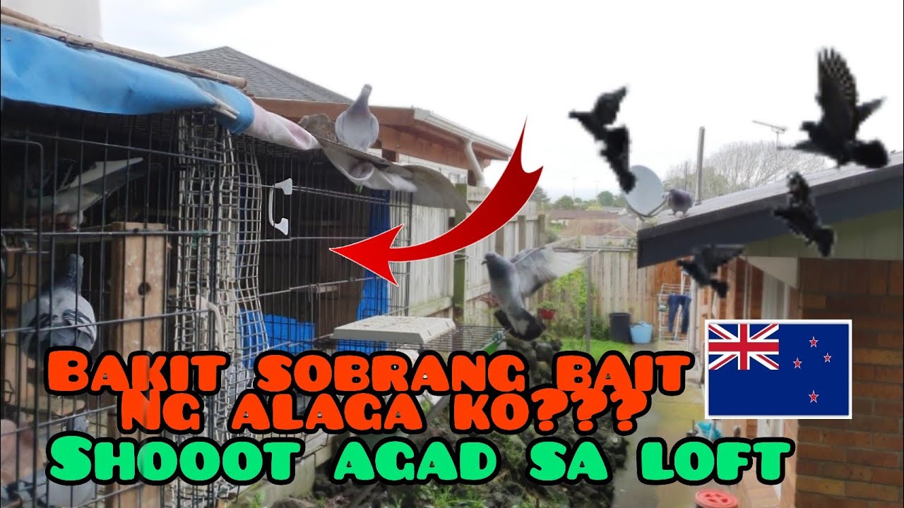 KALAPATI CHANNEL || SHARE KO LANG KUNG GAANO KAAMO ANG KALAPATI KO🙂 Ready na din sila for pairing!