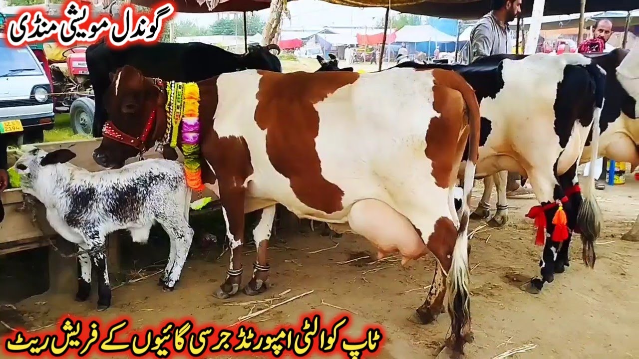 Gondal Mandi latest update 07Feb 2026!best hf cow for sale!black jersey cow for sale!