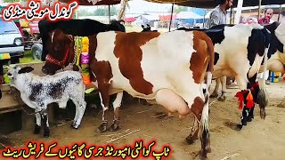 Gondal Mandi Latest Update 07Feb 2026Best Hf Cow For Saleblack Jersey Cow For Sale