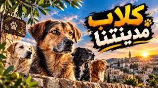اغنية  كلاب مدينتنا  التي تشرح واقع حالنا هذه الايام    مجد سمارة  اغاني  اكسبلور  ترند  جديد  - اسمعها