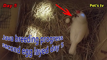 Java breeding progress | second egg layed | day 5 | Pets tv