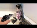 Cutest Puppies And Kittens - Cute baby animals Video 2022 - Laugh At The Cuteness