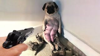 Cutest Puppies And Kittens - Cute baby animals Video 2022 - Laugh At The Cuteness by Cute Kiki 8,676 views 1 year ago 9 minutes, 49 seconds