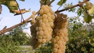 Виноград устойчивый не укрывной