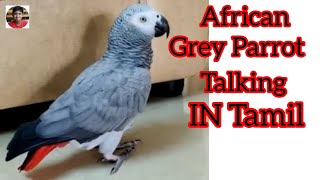 African gray Parrot/African grey parrot talking in tamil/Parrot/Parrot sound/Sanjayum Naanum Vlogs
