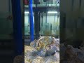 Nemo Findingnemo Gensanvlogger Nemo Aquarium Nemo Findingnemo Gensanvlogger Nemo Aquarium