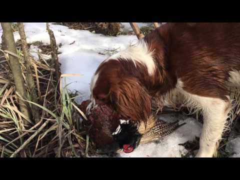 Video: Giống Chó Welsh Springer Spaniel Ít Gây Dị ứng, Sức Khỏe Và Tuổi Thọ