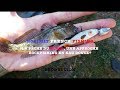 La pche du gobie une approche rockfishing en eau douce