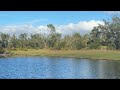 FISHING ALLIGATOR INFESTED PONDS | LIVE NOW 🔴 #fish #fishing #bigfish #catfish #catfishing #pond