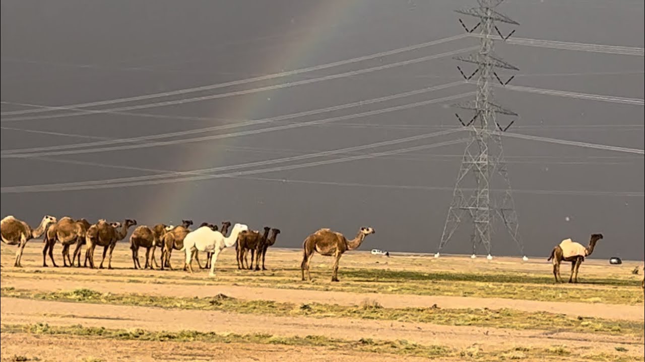 الأبل أثناء نزول المطر . The Camels فبراير 2024