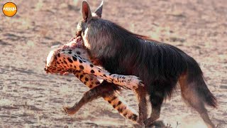 Brown Hyena ─ Nightmare For Leopards and Cheetahs! Brown Hyena vs Lion and Wild Dogs!