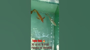 #arowana #cárồng #huyếtlong #tohored màu chênh kinh khủng, nhưng lớn sẽ gần lại thôi 👍