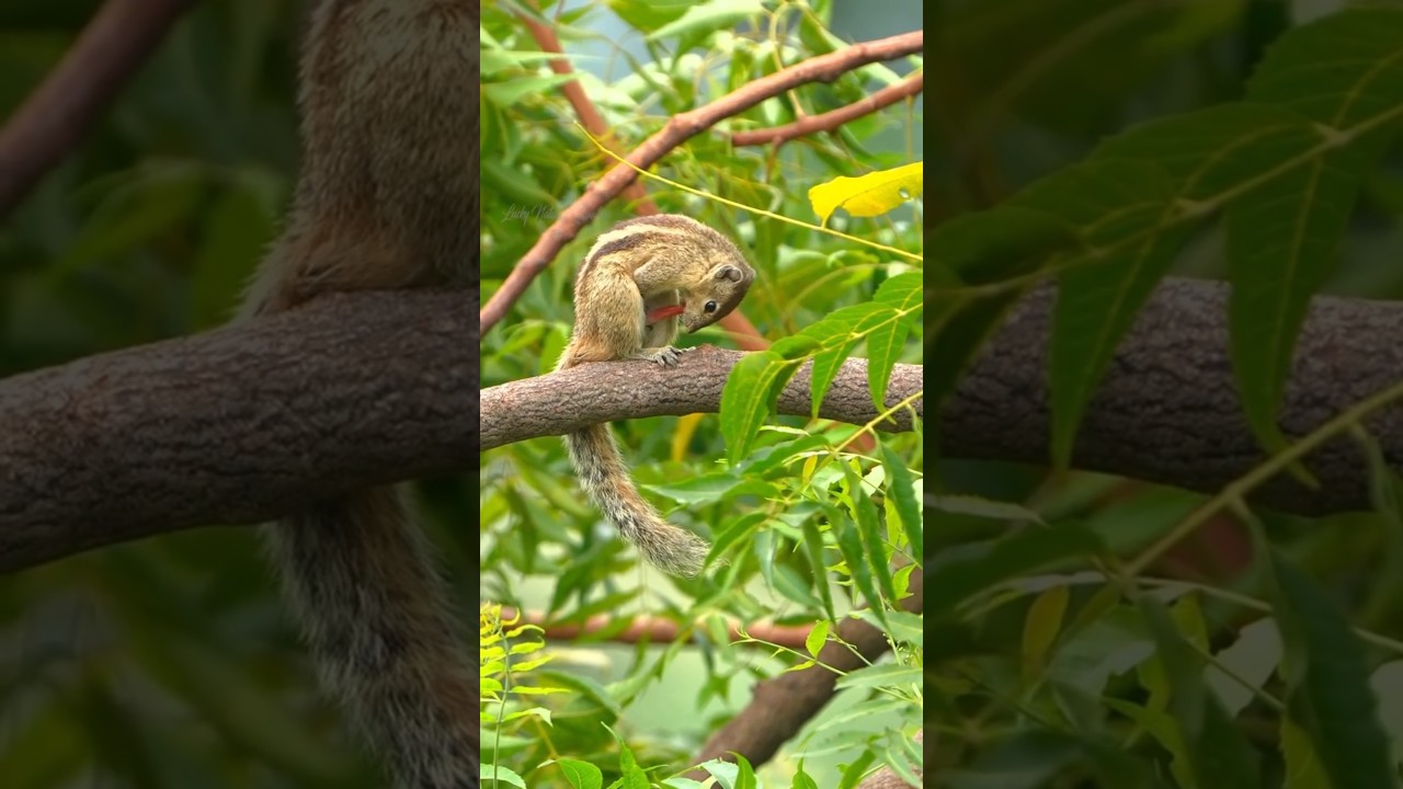 Most Shocking Animal Moments Ever Caught on Camera 🐵😱 #shorts
