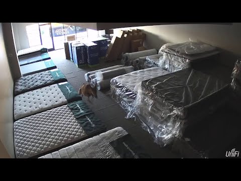 Deer Breaks into Mattress Store || ViralHog