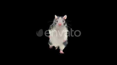 Rat Dancing 4K | Motion Graphics - Envato elements