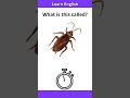 Learn Insect Names in English | Easy Vocabulary for Beginners