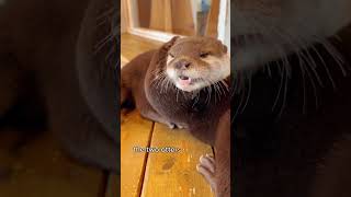 The Fishstealing Mink Also Stole The Mans Heart shorts otter animals family friendship