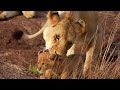 Lion the true King of the Jungle!! Majestic Lion Pride - Big Cats 4K Wildlife